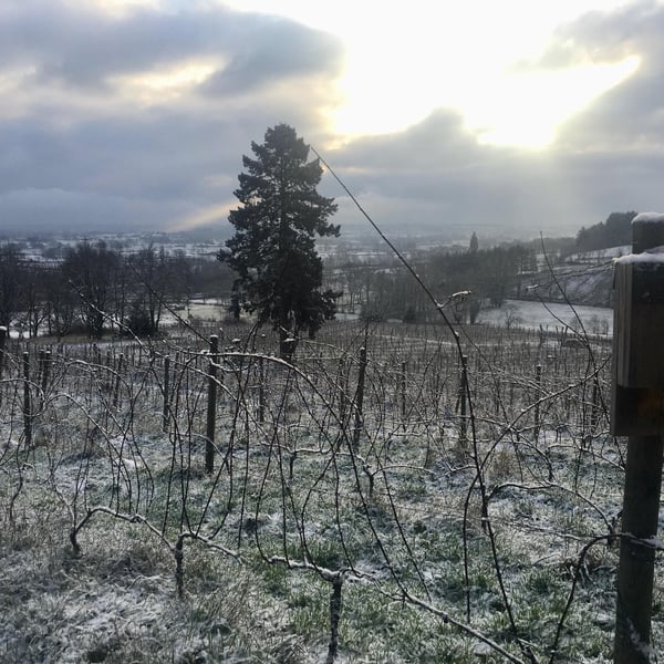 Domaine de La Bénisson-Dieu - Régis et Aude-Reine Anouil