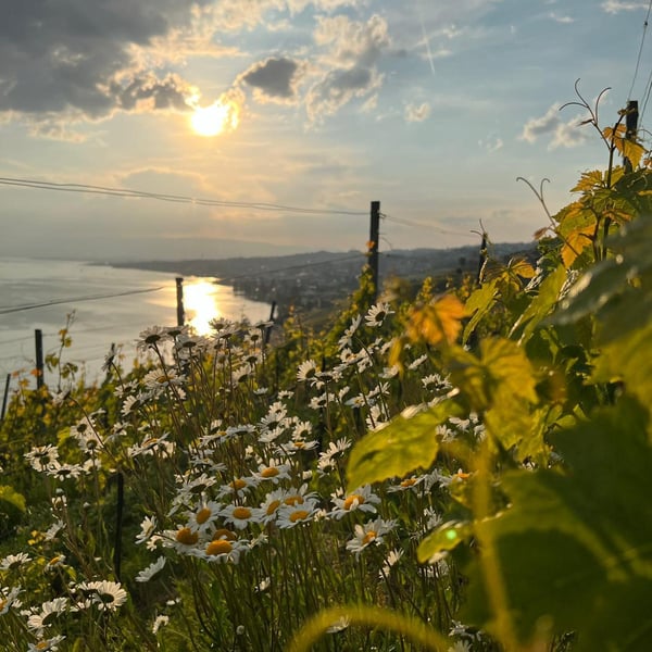 La Vigne des Mille Fleurs - Rémi Jourdy