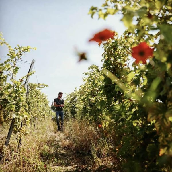 La Vigne des Mille Fleurs - Rémi Jourdy