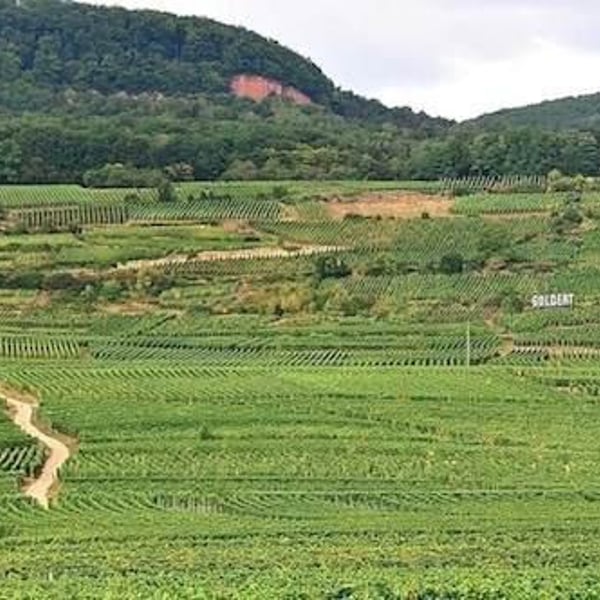Domaine Gross - Rémy & Vincent Gross
