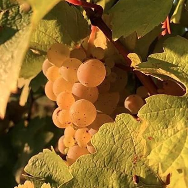 Domaine Gross - Rémy & Vincent Gross