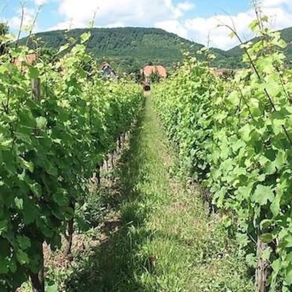 Domaine Gross - Rémy & Vincent Gross
