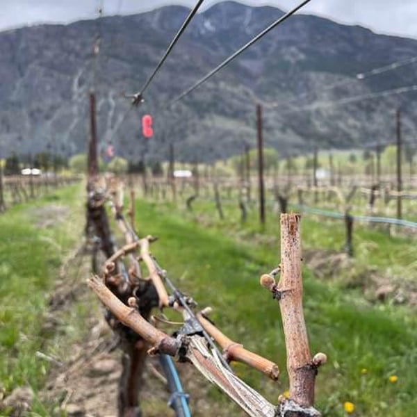 Little Farm Winery - Rhys Pender & Alishan Driediger