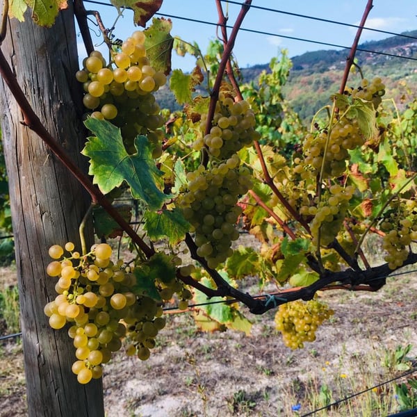 Penhó Wines - Ricardo Moreira