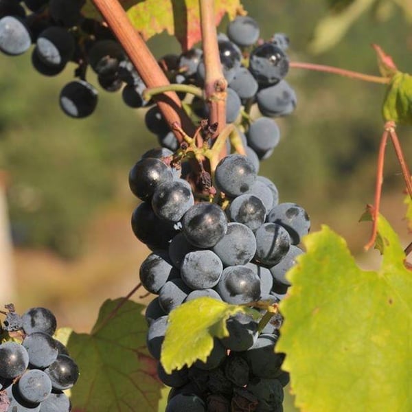 Penhó Wines - Ricardo Moreira