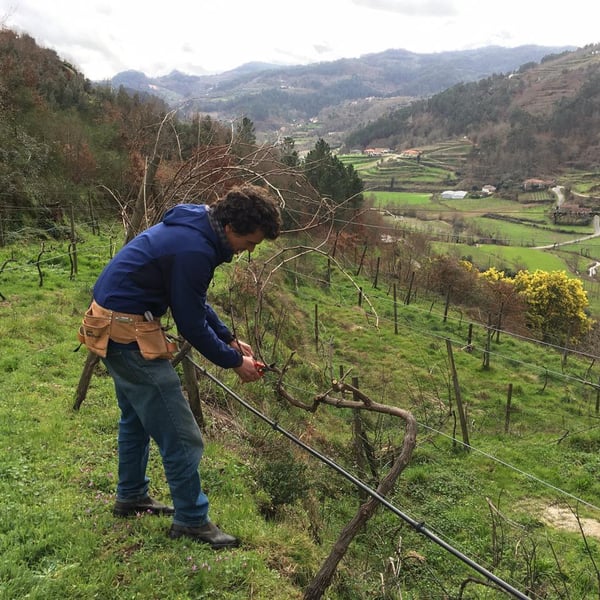 Penhó Wines - Ricardo Moreira