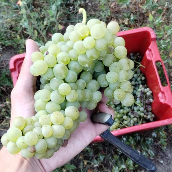 Penhó Wines - Ricardo Moreira