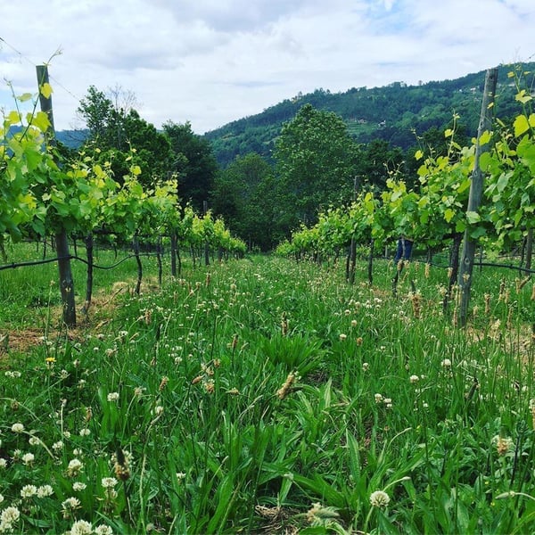 Penhó Wines - Ricardo Moreira