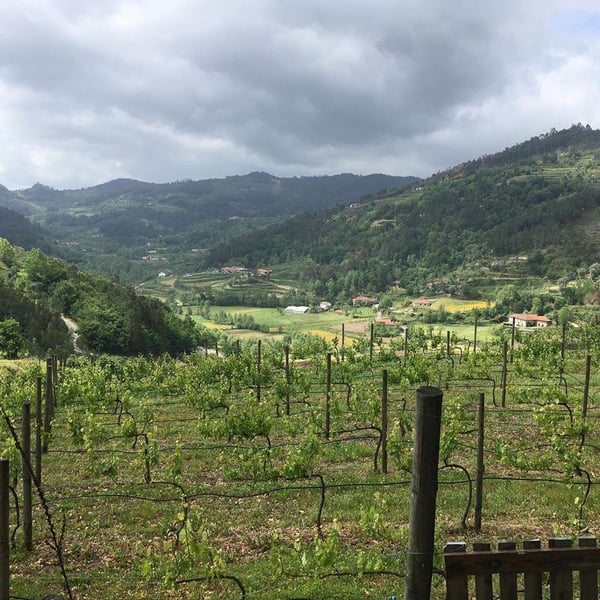 Penhó Wines - Ricardo Moreira