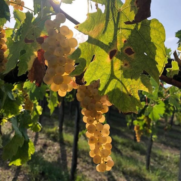 Azienda Agricola La Torretta - Riccardo Magno & Maria Enqvist
