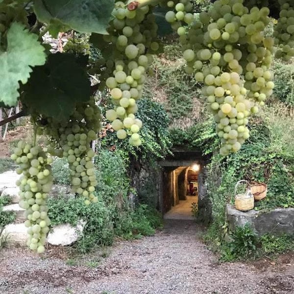 Azienda Agricola La Torretta - Riccardo Magno & Maria Enqvist