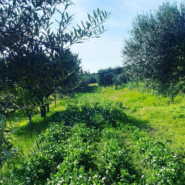 Azienda Agricola Postuman di Marinello Riccardo - Riccardo Marinello