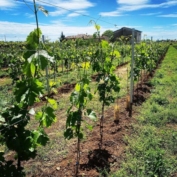 Azienda Agricola Postuman di Marinello Riccardo - Riccardo Marinello