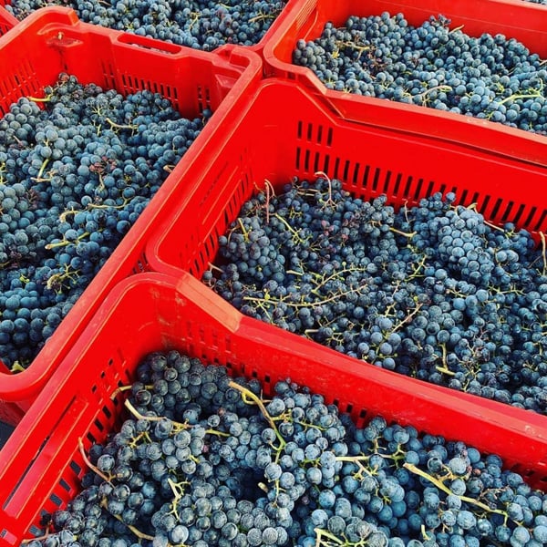 Azienda Agricola Postuman di Marinello Riccardo - Riccardo Marinello