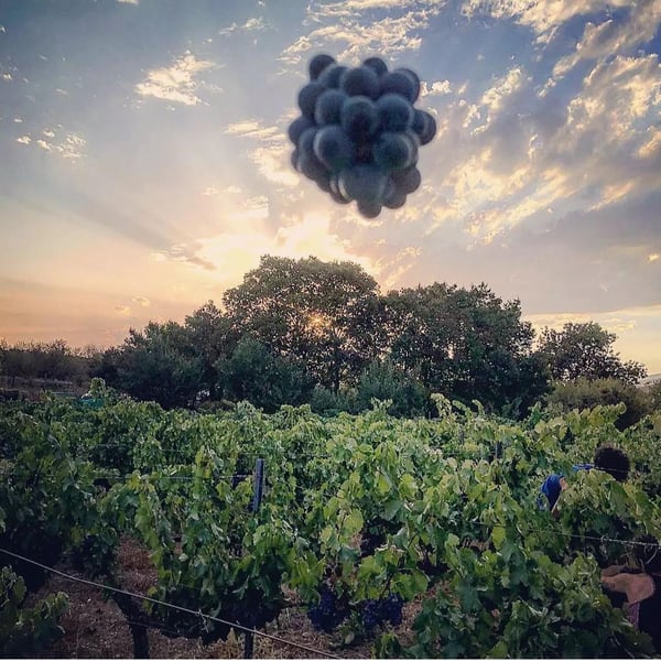 Bodega Pura Vida - Rober y Maria Ayala Sánchez