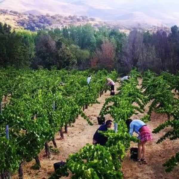 Bodega Pura Vida - Rober y Maria Ayala Sánchez