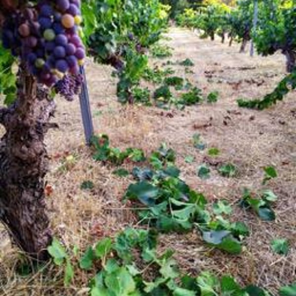 Bodega Pura Vida - Rober y Maria Ayala Sánchez