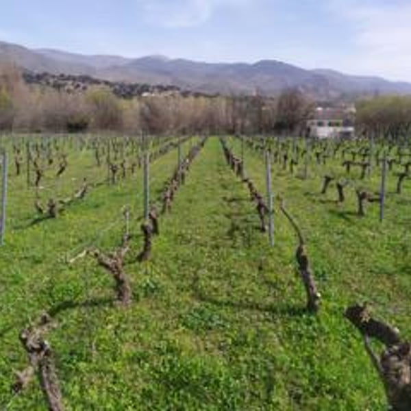 Bodega Pura Vida - Rober y Maria Ayala Sánchez