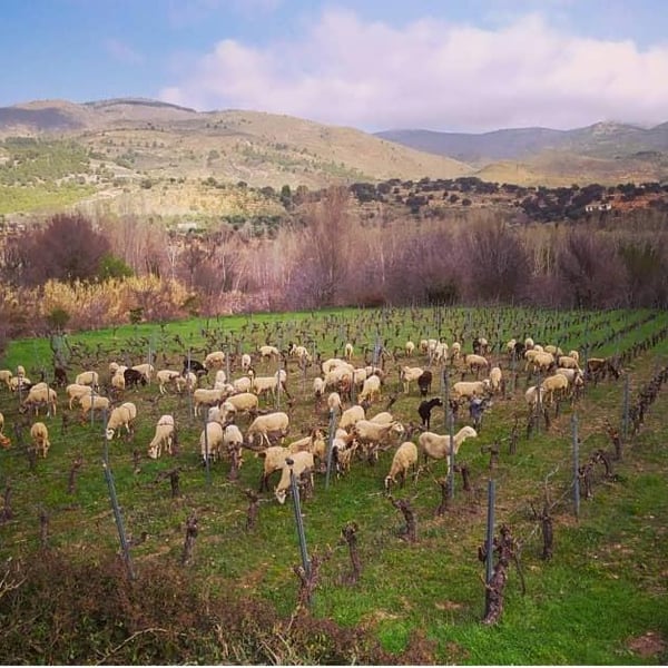 Bodega Pura Vida - Rober y Maria Ayala Sánchez
