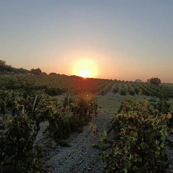 Azienda Agricola Francesca Barracco - Roberto Bruno