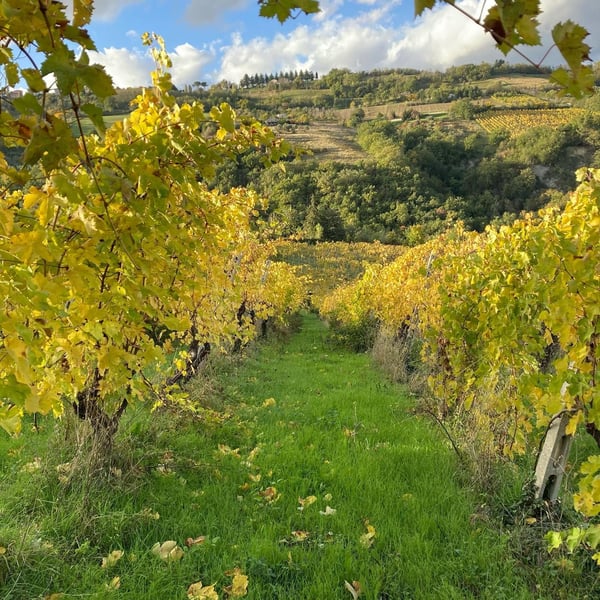 Azienda Vitivinicola Apiua - Roberto Castignani & Francesca Bertin
