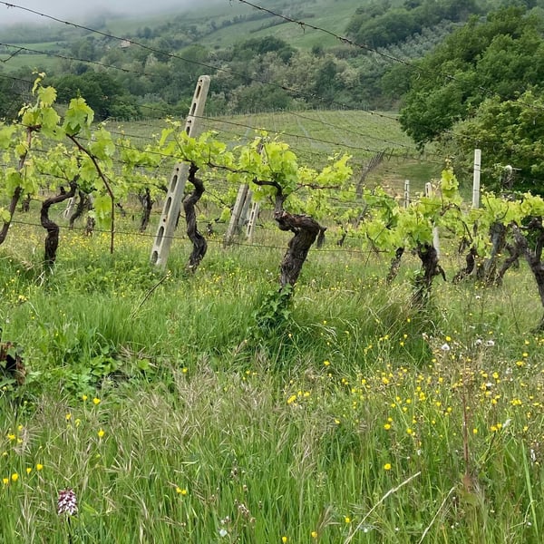 Azienda Vitivinicola Apiua - Roberto Castignani & Francesca Bertin