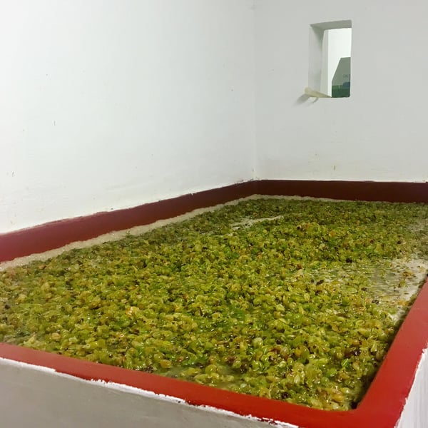 Azienda Vitivinicola Apiua - Roberto Castignani & Francesca Bertin