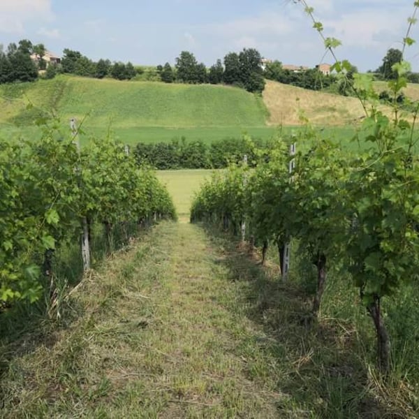 Azienda Agricola La Poiesa - Roberto Cristi