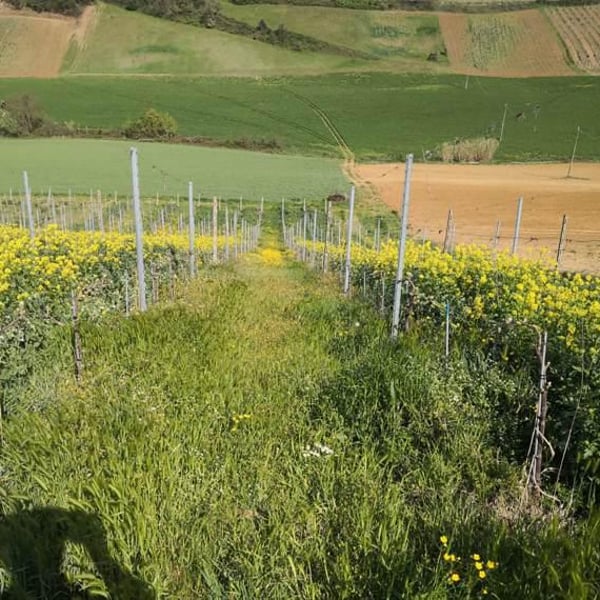Azienda Agricola La Poiesa - Roberto Cristi