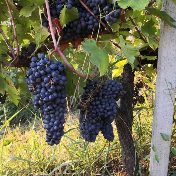 Azienda Agricola La Poiesa - Roberto Cristi