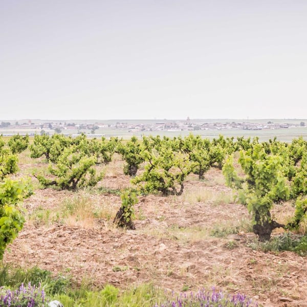 Vinos Malandrín - Roberto Martinez Ramos