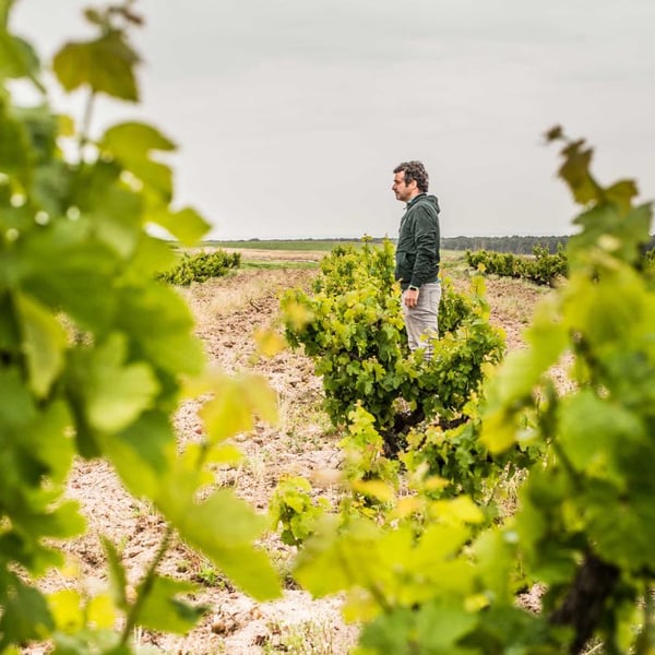 Vinos Malandrín - Roberto Martinez Ramos