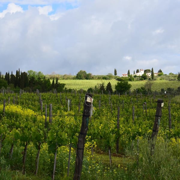 Podere Casaccia Sine Felle - Roberto Moretti