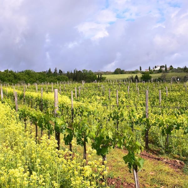 Podere Casaccia Sine Felle - Roberto Moretti