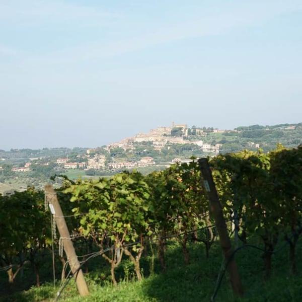 Rocco Toscani