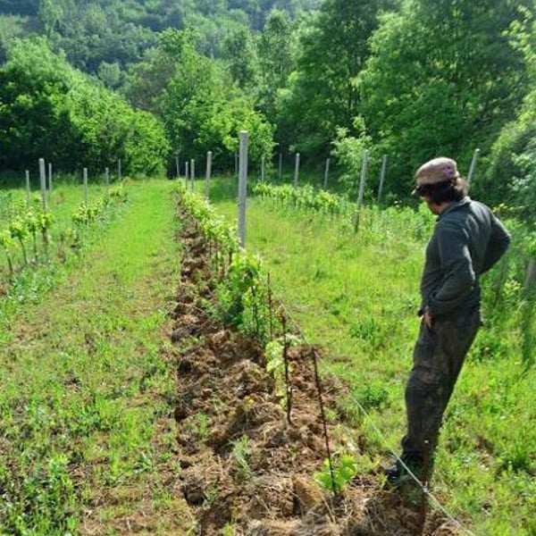 Fattoria Mani di Luna - Rocco Trauzzola, Alessandro De Filippis, Simone Lazzarin