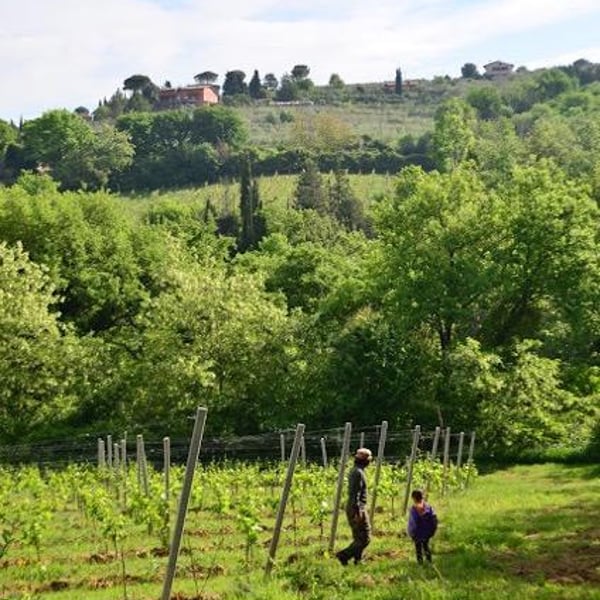 Fattoria Mani di Luna - Rocco Trauzzola, Alessandro De Filippis, Simone Lazzarin