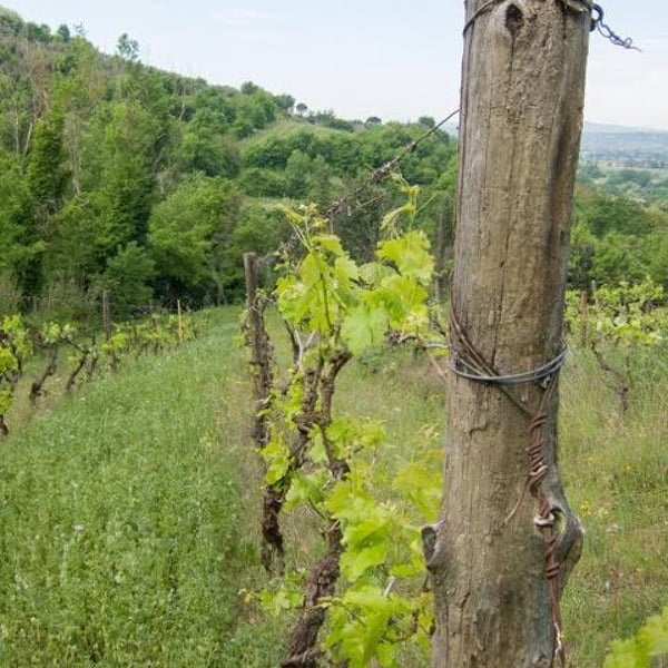 Fattoria Mani di Luna - Rocco Trauzzola, Alessandro De Filippis, Simone Lazzarin