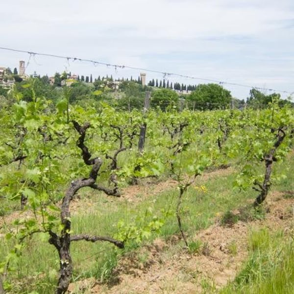 Fattoria Mani di Luna - Rocco Trauzzola, Alessandro De Filippis, Simone Lazzarin