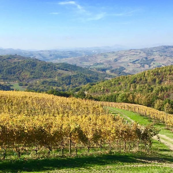 Azienda Agricolavinica - Rodolfo Gianserra e Giuseppe Tudino