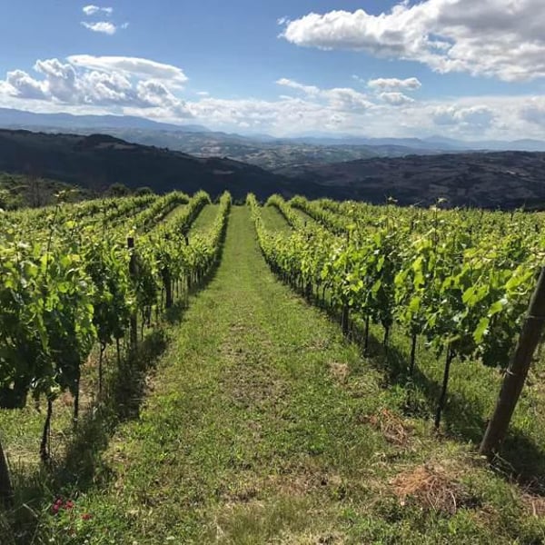 Azienda Agricolavinica - Rodolfo Gianserra e Giuseppe Tudino