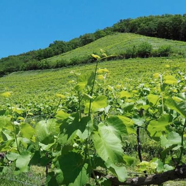 Coco Farm & Winery - Romain Weinstock & Toyoichiro Shibata