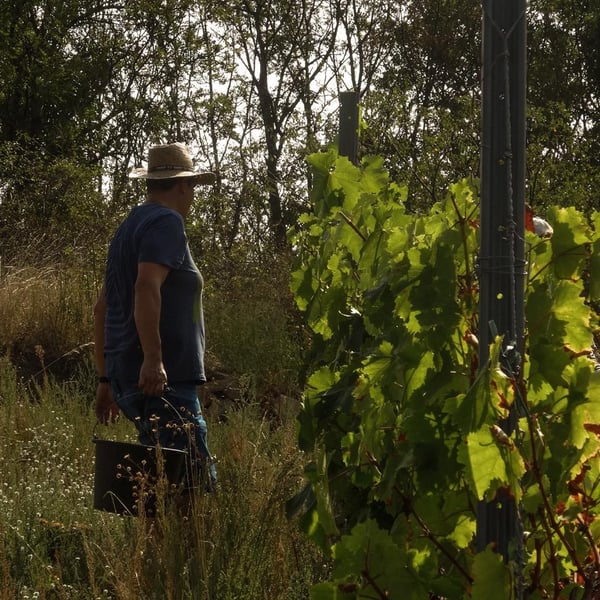 Strohschneider - low intervention wine - Roman Strohschneider