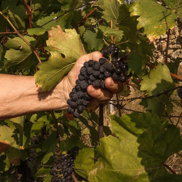 Strohschneider - low intervention wine - Roman Strohschneider