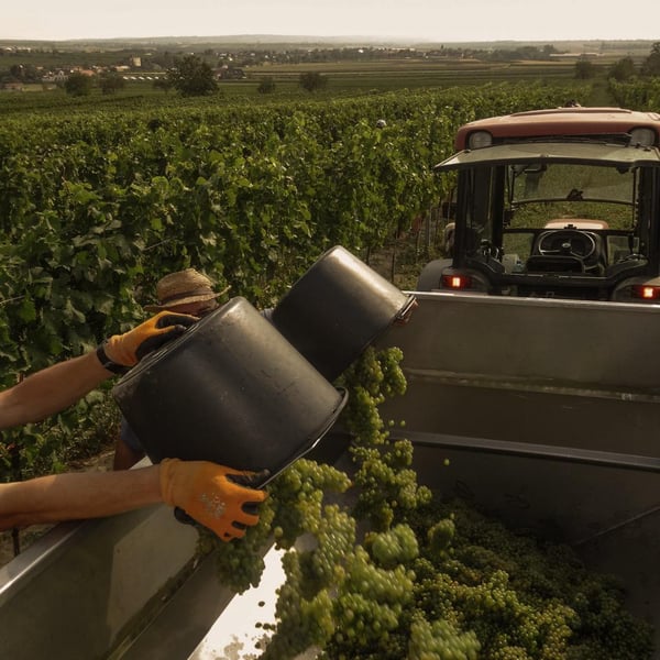 Strohschneider - low intervention wine - Roman Strohschneider