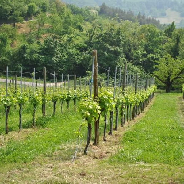 TerraQuilia Società Agricola S.S. - Romano & Giorgia Mattioli
