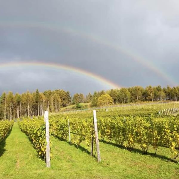 Miyamoto Vineyard - Ryohei Miyamoto