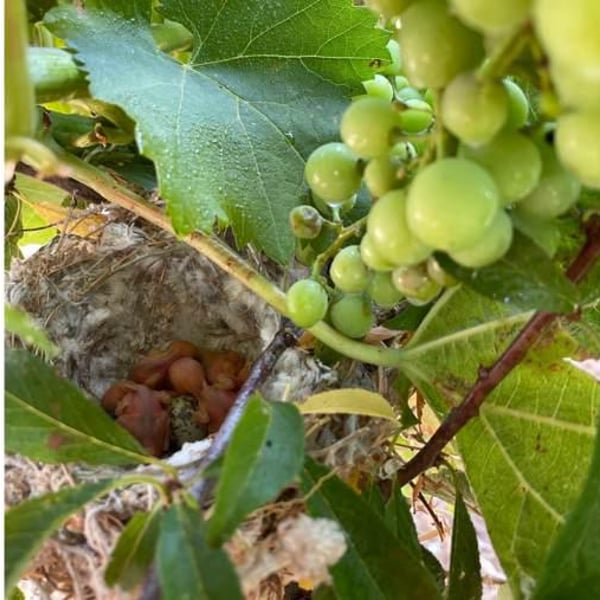 Bodega Viñeron S.L. - Samuel Párraga