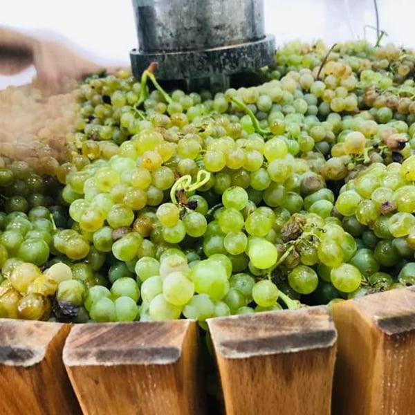 Bodega Viñeron S.L. - Samuel Párraga