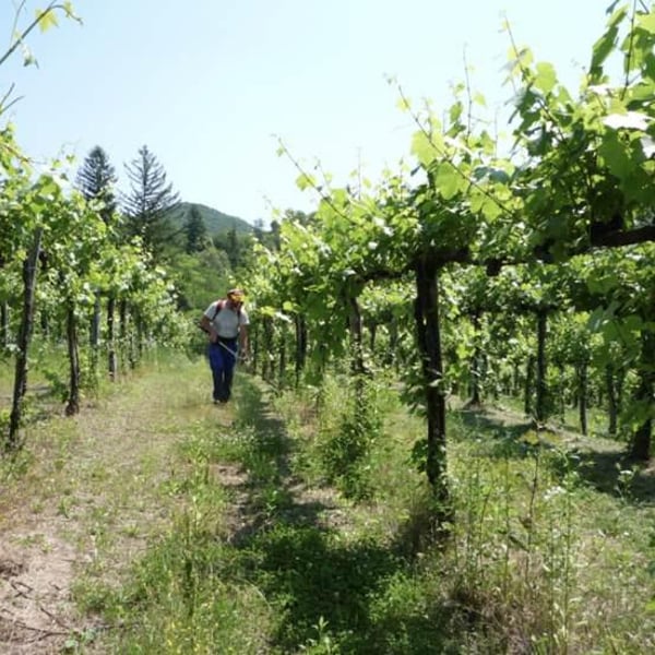 Santei Biodynamic Wines - Matej Bizjak & family